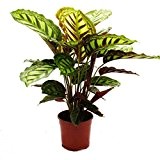 Schattenpflanze mit ausgefallenem Blattmuster - Calathea roseapicta - 14cm Topf - ca. 50cm hoch