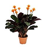 Schattenpflanze mit leutenden Blüten - Calathea crocata - 14cm Topf