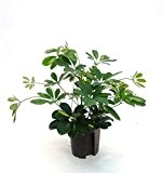 Schefflera, Schefflera arboricola Gold Capelle, Zimmerpflanze in Hydrokultur, 13/12er Kulturtopf, 30 - 40 cm