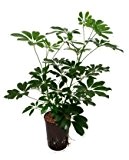 Schefflera, Schefflera arboricola, Zimmerpflanze in Hydrokultur, 15/19er Kulturtopf, 40 - 60 cm