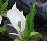 Scheinkalla weiß (Lysichiton camtschatcensis) - Teichpflanze Teichpflanzen Teich
