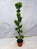 Scheinzypresse Pon-Pon 160/170 cm - Chamaecyparis lawsoniana `Yvonne` - Zypresse