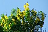 Schizolobium parahyba, Gelbe Jacaranda, Brasilianischer Farnbaum, sehr selten !!