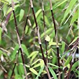 Schlussverkauf! Frischer schwarzer Bambus-Seeds (Fargesia Sp Jiuzhaigou 4) hardy vergossen Haus & Garten, Samen 100 PC / bag 2016 Neu