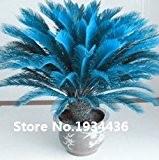 Schlussverkauf!!! Selten Blau Cycas Samen, Sago Palme, Bonsai Blume, die angehende Rate 98% Topfpflanze für Hausgarten, 100pcs / bag