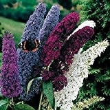 Schmetterlingsflieder 50 Samen (Buddleia Davidii) Butterfly Bush