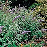 Schmetterlingsflieder Charming - Sommerflieder (Buddleja) Pflanze in lavendel-rosa, halbschattig und winterhart - Flieder-Strauch von Garten Schlüter