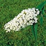 Schmetterlingsflieder Peace - Sommerflieder (Buddleja) Pflanze in weiß, halbschattig und winterhart - Flieder-Strauch von Garten Schlüter