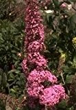 Schmetterlingsstrauch Buddleja davidii - Pink Delight - stark duftend, sehr empfehlenswert