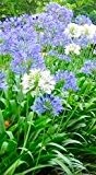 Schmucklilie blau/Liebesblume - 10 Samen - Agapanthus praecox
