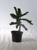 Schmucktanne Araucaria Araucana 65 cm / Andentanne Affenbaum