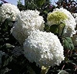 Schneeball Hortensie - Hydrangea arborescens - Annabelle - 30-40 cm