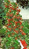 Schnell wachsende Kletter Erdbeere Fragaria 3 Frische Baumschul Pflanzen