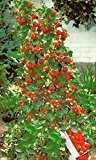 Schnell wachsende Kletter Erdbeere Fragaria 6x Frische Baumschul Pflanzen