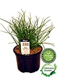 Schnittknoblauch,Allium tuberosum, Frische Kräuter Pflanze