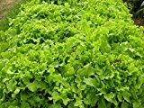 Schnittsalat Salad Bowl | Bio-Salatsamen von Culinaris Saatgut