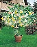 Schöne 100 Mischungsfarbe Datura-Samen, Dwarf Brugmansien Engel Trompeten, Bonsai Blume, duftend gelben Blüten