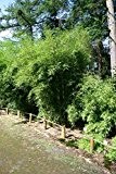 Schöner Gartenbambus - Fargesia robusta - Campbell - starker Wuchs, 40-60 cm