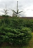 schöner Weihnachtsbaum, echte Nordmanntanne, aus Thüringen Größe: 150 - 175 cm