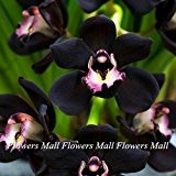 Schwarz Cymbidium Blumensamen 150pcs Blütenpflanzen Einzigartige Orchideen für Heim & Garten Bonsai Topfpflanze Schöne