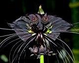 Schwarze Fledermausblume, Bat plant - Tacca chantrieri - Samen