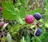 Schwarze Himbeere 10 Samen -Voller Antioxidantien süßen Geschmack (Raspberry Black)