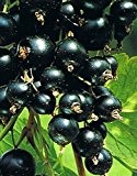 Schwarze Johannisbeere - Ribes nigrum - Ben Tirran - spättragend, ertragreich
