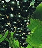 Schwarze Johannisbeere - Ribes nigrum - Hedda - robust, geringe Anfälligkeit für Krankheiten