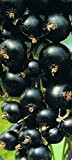 Schwarze Johannisbeere - Ribes nigrum - Rosenthals Langtraubige - aromatische Liebhabersorte
