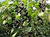 Schwarze Johannisbeere 'Titania' - Ribes nigrum 'Titania'