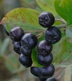 Schwarze Kulturapfelbeere - Aronia melanocarpa - Aron - kahle Apfelbeere - Vitaminbeere - sehr widerstandfähig, robust