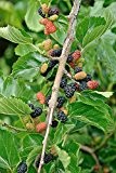Schwarze Maulbeere, Maulbeerbaum Halbstamm, Morus nigra, Obstbaum winterhart, schwarz, im Topf, 60 - 80 cm