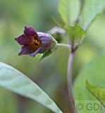 Schwarze Tollkirsche - Atropa belladonna