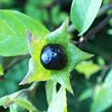 Schwarze Tollkirsche - Deadly Nightshade - Atropa belladonna - 30 Samen