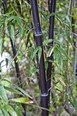Schwarzer Bambus -Phyllostachys nigra- Frostharter/Winterharter Bambus -100 Samen-