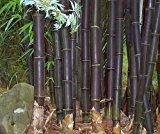 Schwarzer Bambus Riesenbambus Bambussamen Dendrocalamus strictus 100 Stück Samen