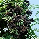 Schwarzer Holunder weiß blühend und schwarzen Früchten, 1 Strauch