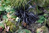 Schwarzes Ziergras - Schlangenbart - Ophiopogon planiscapus Niger - verschiedene Größen (2 Ltr.)