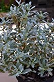 schweizer Weide Salix helvetica 30 - 40 cm hoch im 3 Liter Pflanzcontainer