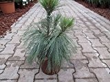 Schwerin-Kiefer - Pinus - Schwerinii - sehr gute Winterhärte - lange grünblaue Nadeln - 25-30 cm