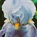 Schwertlilie, Iris barbata-elatior 'Harbor Blue'