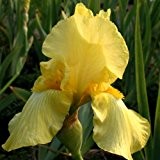 Schwertlilie, Iris x barbata-elatior 'Irish Tune'