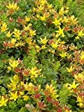 Sedum floriferum Weihenstephaner Gold, 100 Pflanzen