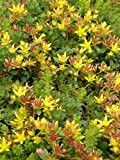 Sedum floriferum Weihenstephaner Gold, 24 Pflanzen
