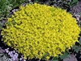 SEDUM selskianum 30 Samen - Spirit -Erstaunliche gelbe Farbe