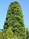 Seedeo Anzuchtset Urwelt-Mammutbaum (Metasequoia glyptostroboides) 200 Samen