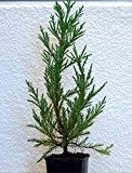 Seedeo Berg - Mammutbaum (Sequoia. gigantea) Pflanze 2 Jahre