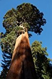 Seedeo Berg - Mammutbaum (Sequoia. giganteum) 50 Samen