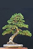 Seedeo Bergkiefer (Pinus mugo Rostrata Pyrenäen) Bonsai 25 Samen