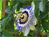 Seedeo Blaue Passionsblume (Passiflora caerulea) 25 Samen